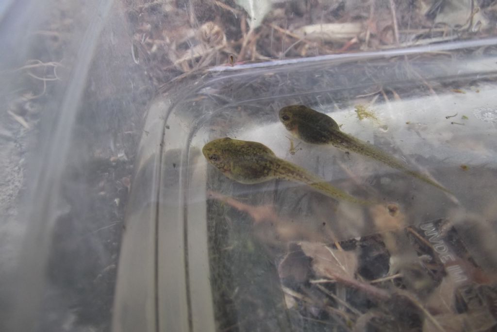 identificazione girini - Pelophylax sp. (Apuane)